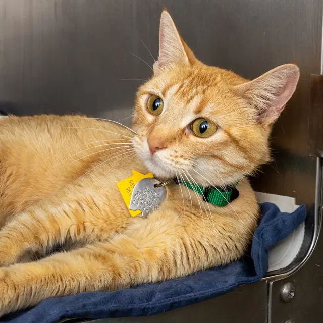 Peach - Domestic Short Hair