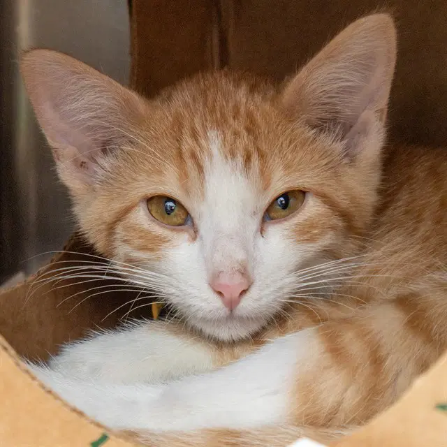 Larry - Domestic Short Hair