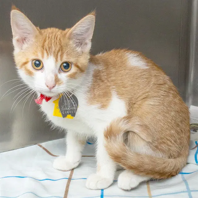 Curly - Domestic Short Hair