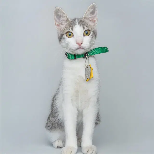 Arizona - Domestic Short Hair
