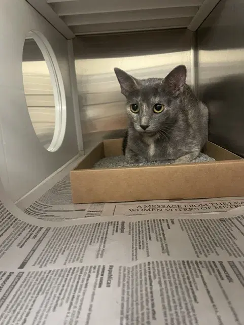 Perla - Domestic Short Hair