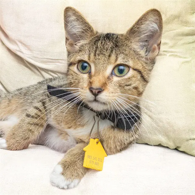 Cliff - Domestic Short Hair