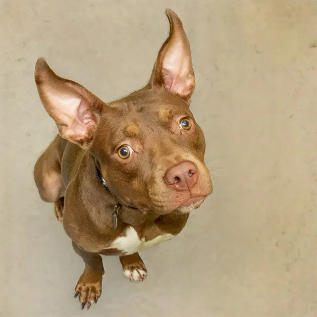 Nico - Pit Bull Terrier