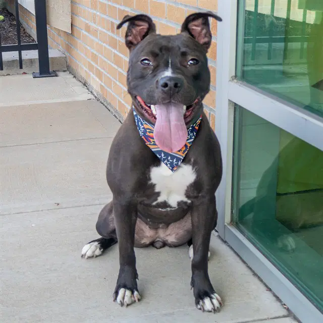 Waffles - Pit Bull Terrier