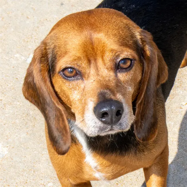 Matcha - Beagle