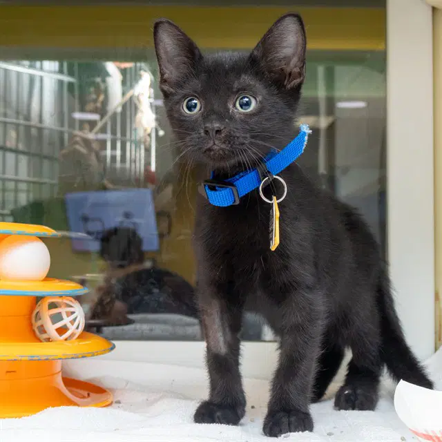 Dutch - Domestic Short Hair