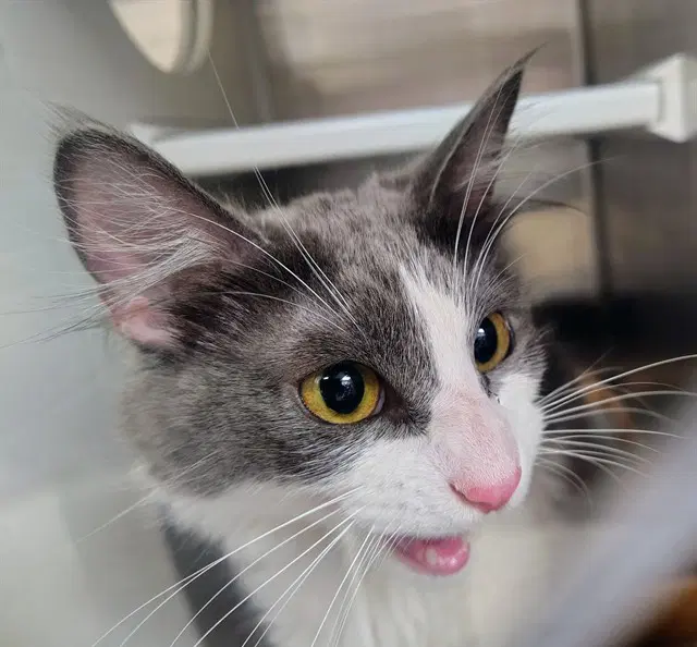 Abigail - Domestic Medium Hair