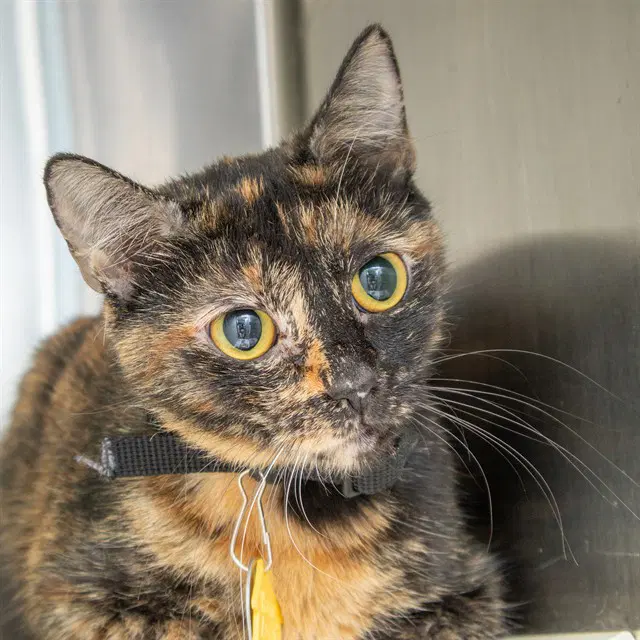 Tilly - Domestic Short Hair