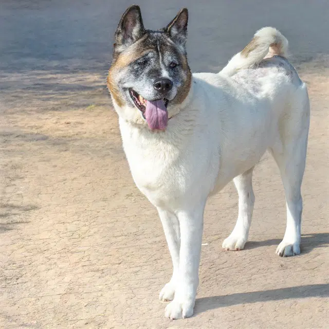 Keagan - Akita