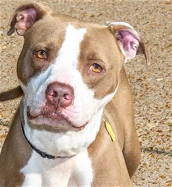 Hazel - Pit Bull Terrier