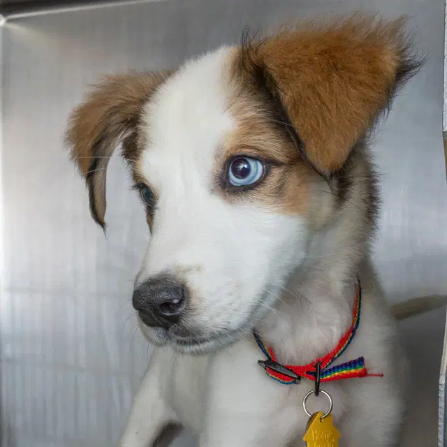 Inara - German Shepherd Dog