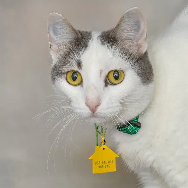 Mrs White - Domestic Short Hair