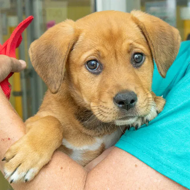 Suki - Labrador Retriever