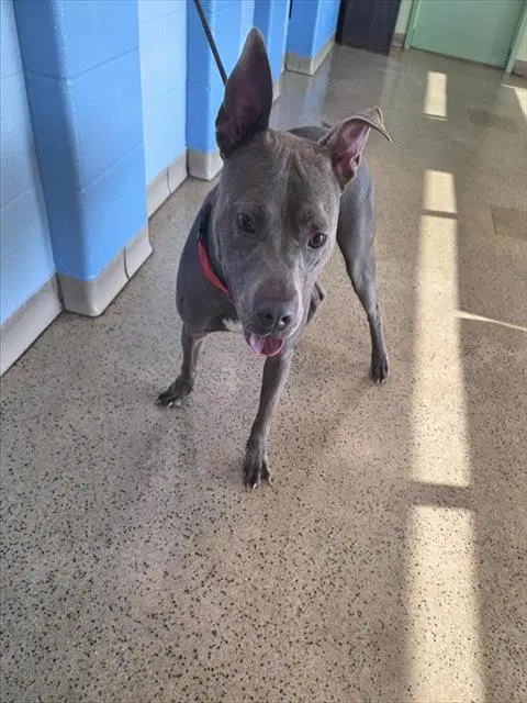Blue Bond - Pit Bull Terrier