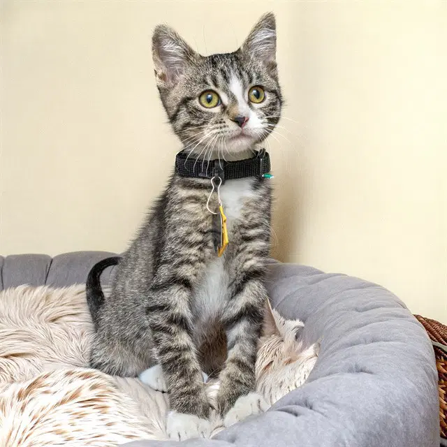 Tiger - Domestic Short Hair