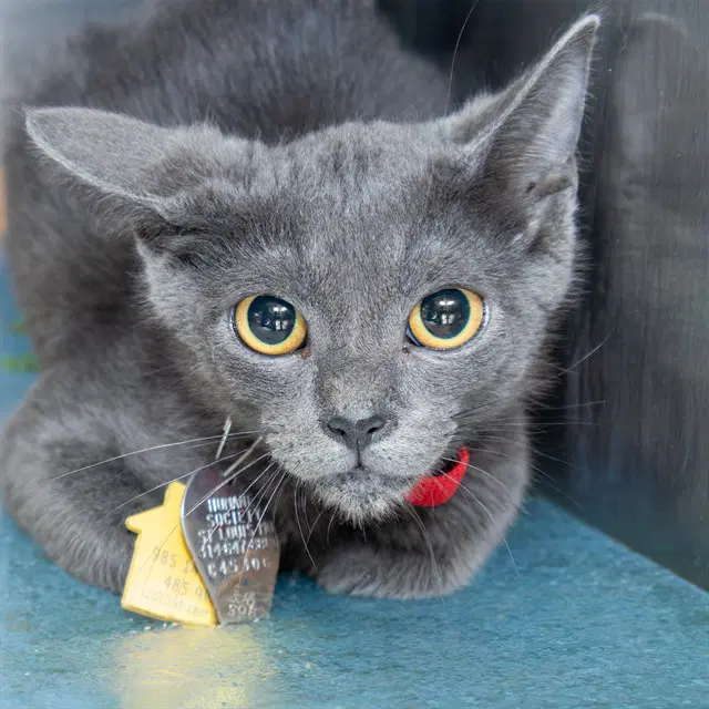 Nos - Domestic Short Hair