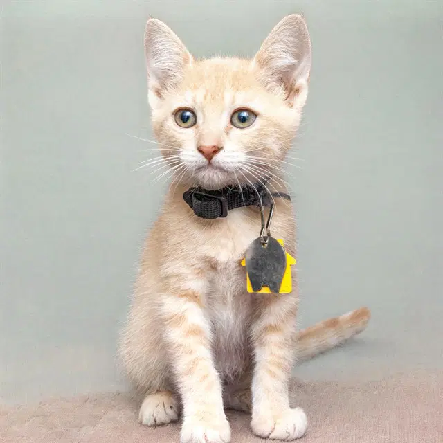Peach - Domestic Short Hair