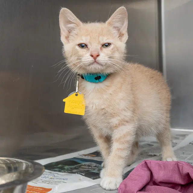 Cherry - Domestic Short Hair