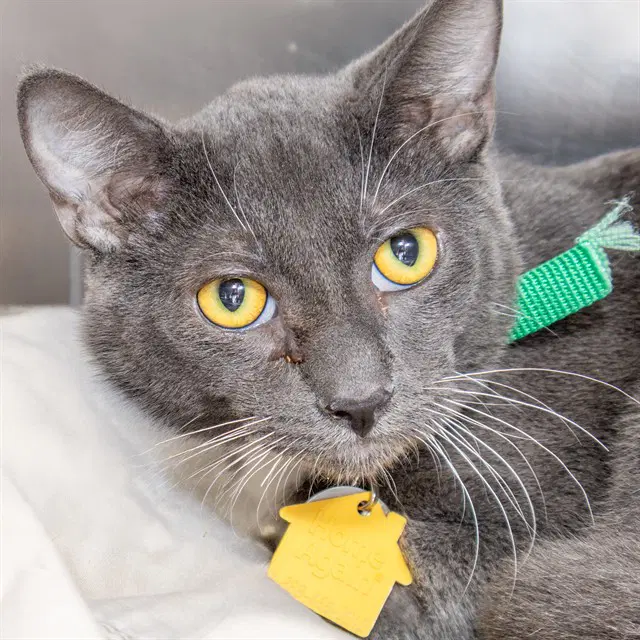 Wilbur - Domestic Short Hair