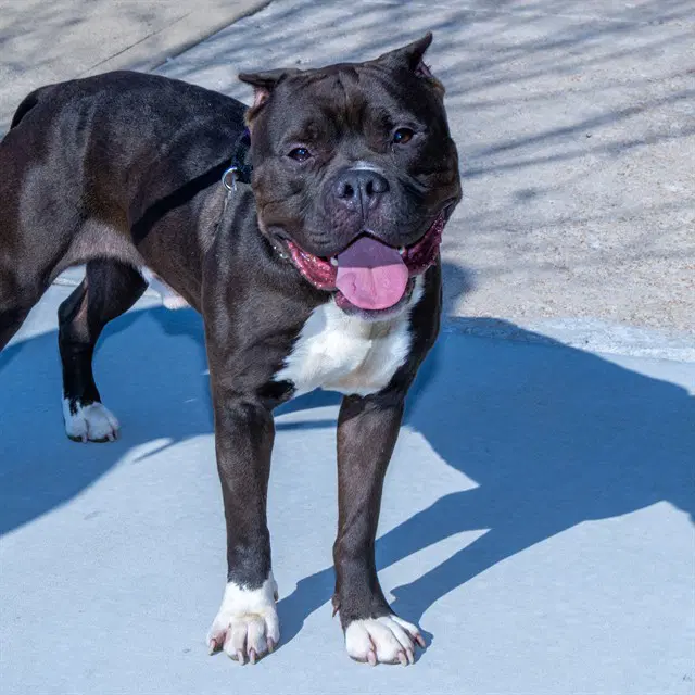 Domino - Pit Bull Terrier