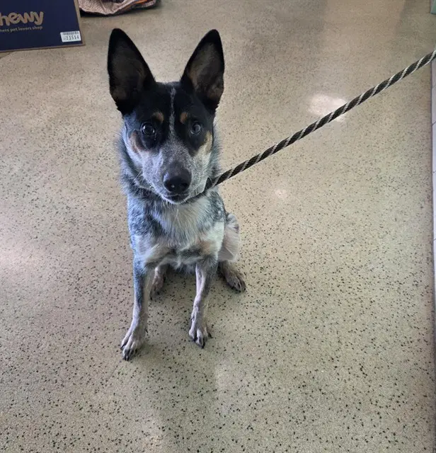 Carmel - Australian Cattle Dog/Blue Heeler