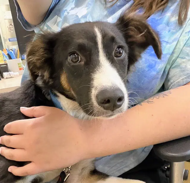 Miss Scarlett - Border Collie