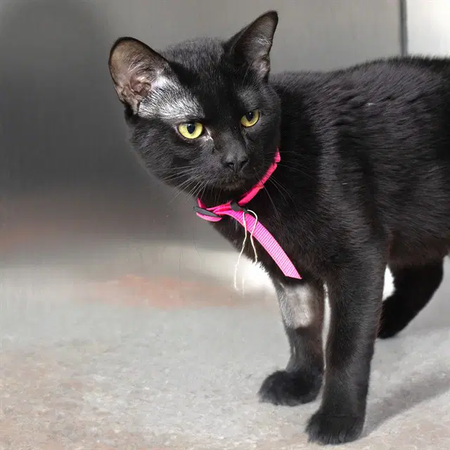 Gonger - Domestic Short Hair