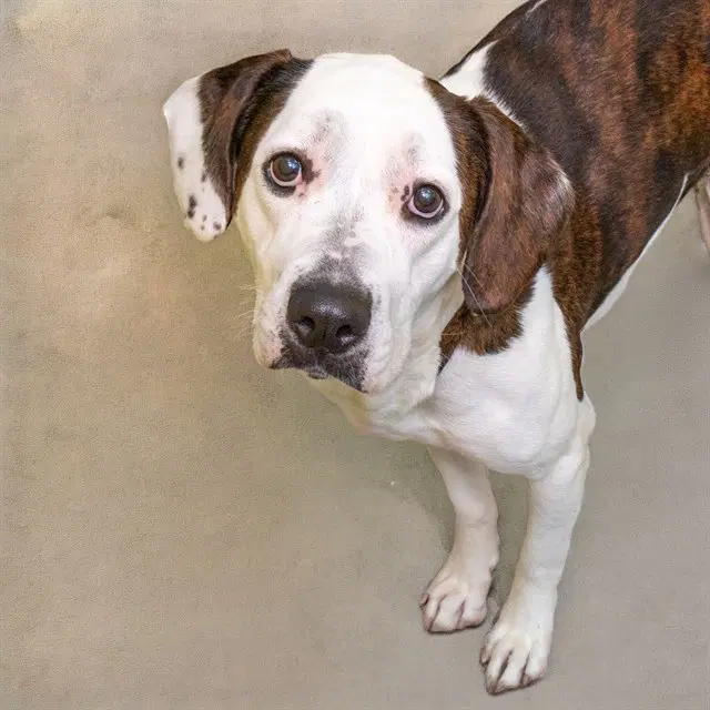 Diorite - Plott Hound