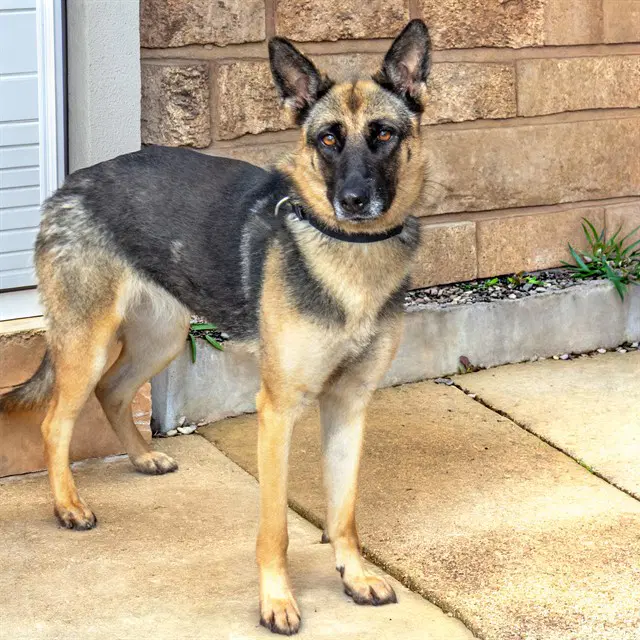 Boulder - German Shepherd Dog