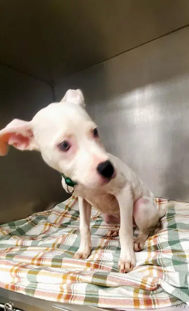 Magnolia - Pit Bull Terrier