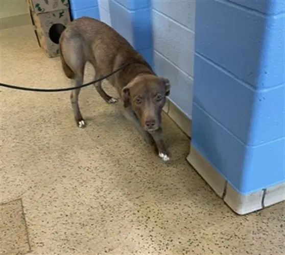 Laurel - Labrador Retriever