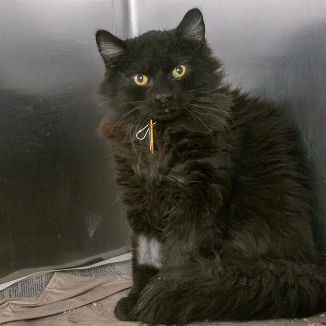 Guido - Domestic Medium Hair