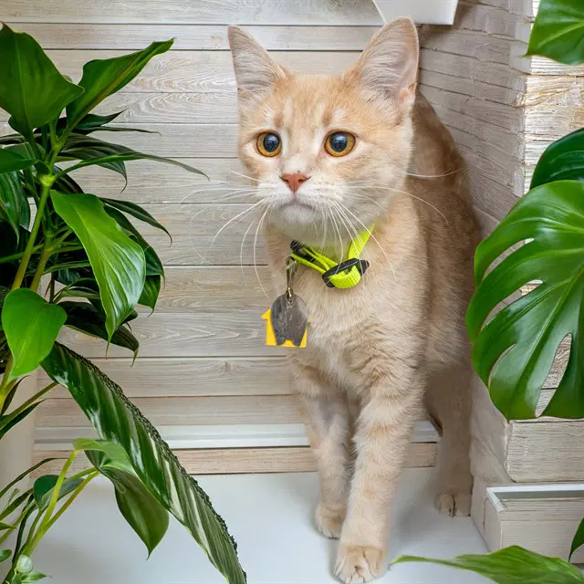 Yvette - Domestic Short Hair