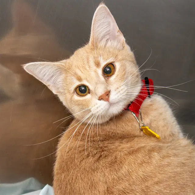 Connect Four - Domestic Short Hair