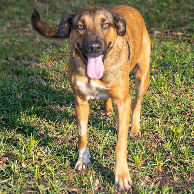 Dona - Labrador Retriever