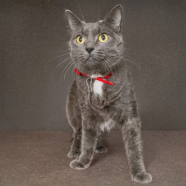 Karen - Domestic Short Hair