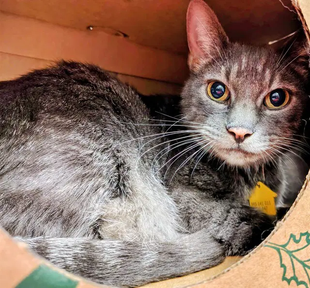 Alley - Domestic Short Hair
