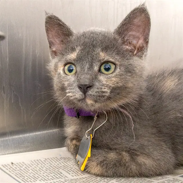 Kaldi - Domestic Short Hair