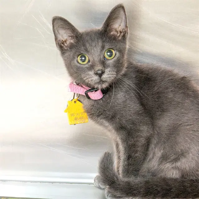 Zoa - Domestic Short Hair