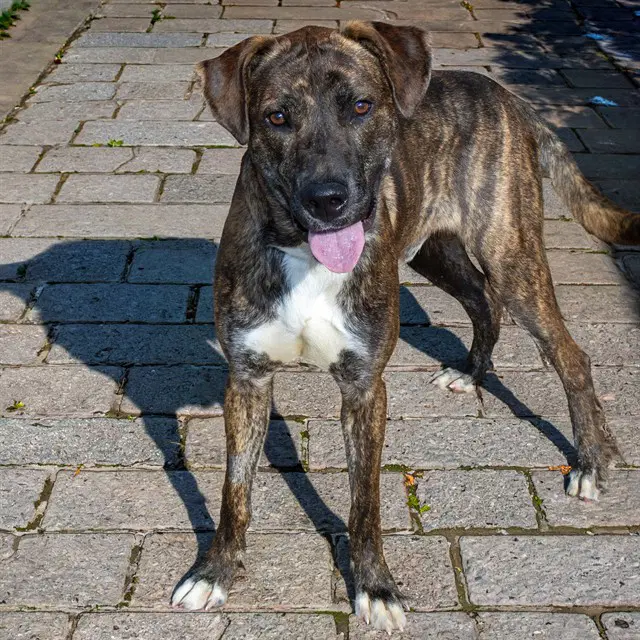 Scrabble - Plott Hound