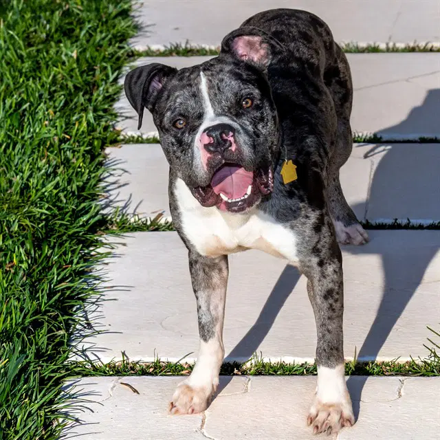 Bobble - Pit Bull Terrier