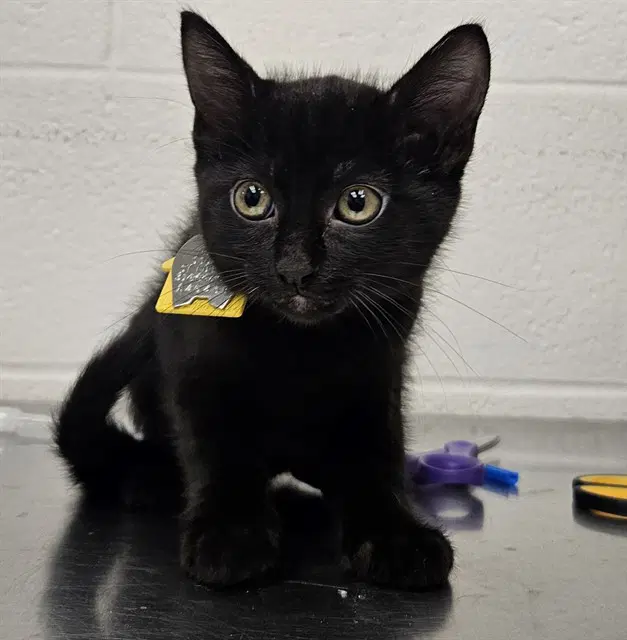 Liz - Domestic Short Hair