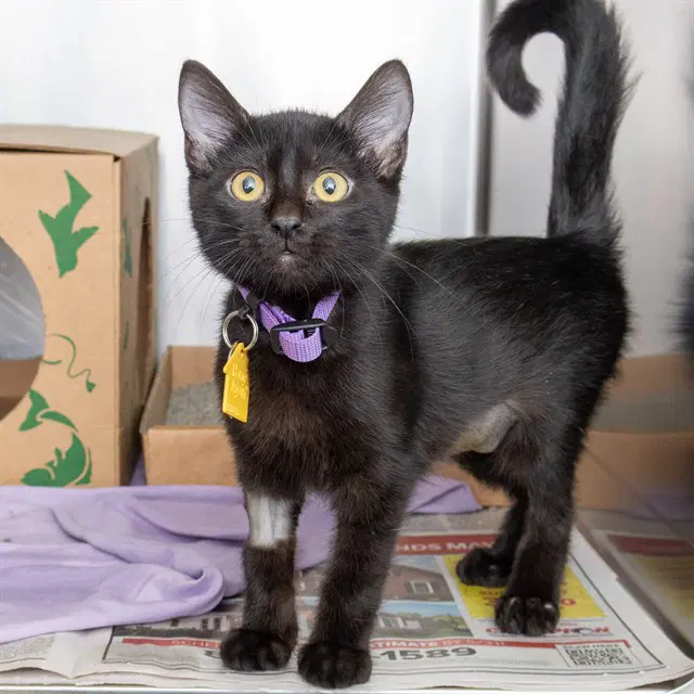 Liz - Domestic Short Hair