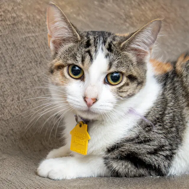 Alice - Domestic Short Hair