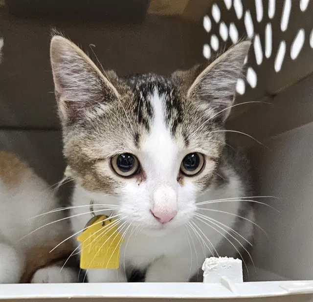 Todd - Domestic Short Hair