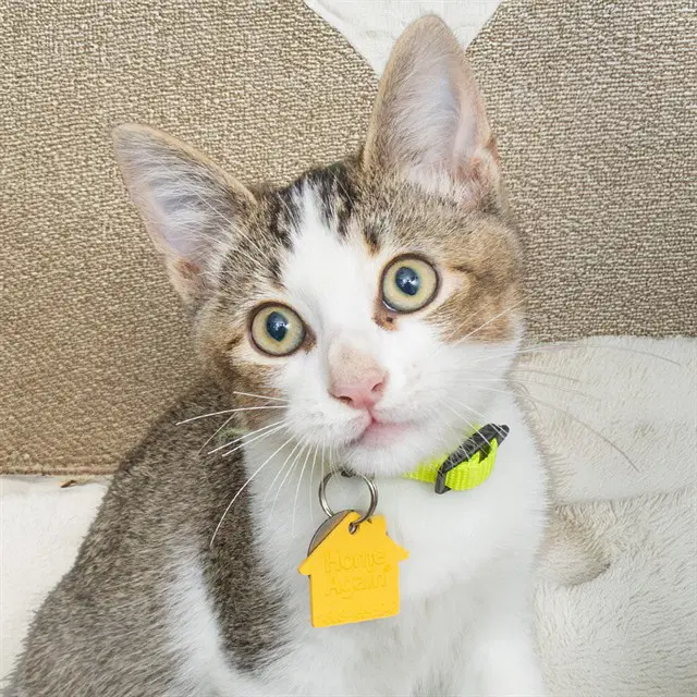Todd - Domestic Short Hair