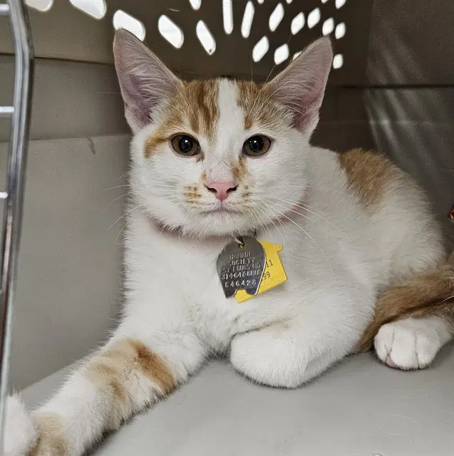 Eddie - Domestic Short Hair