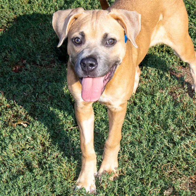Yahtzee - Pit Bull Terrier