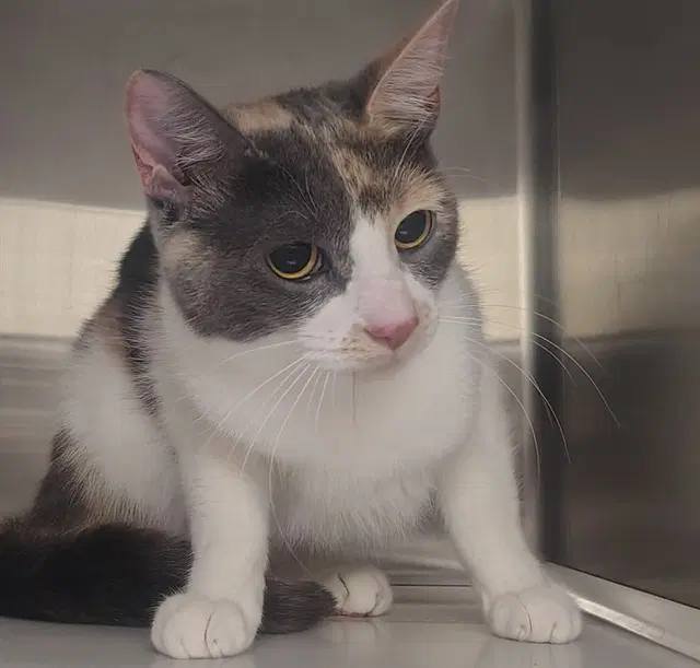 Cali - Domestic Short Hair