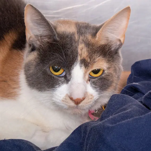 Cali - Domestic Short Hair